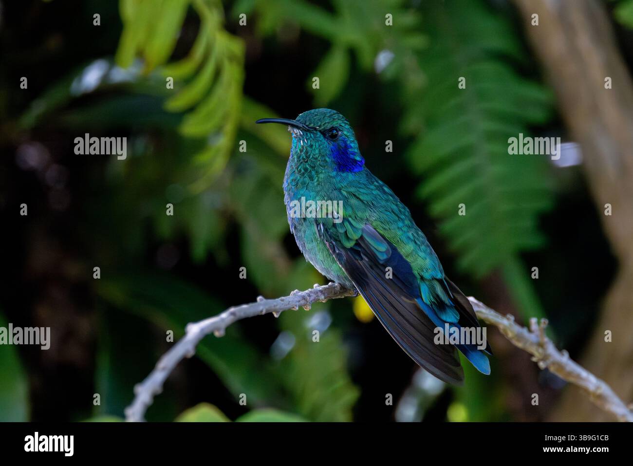 Kleiner Violetear Stockfoto