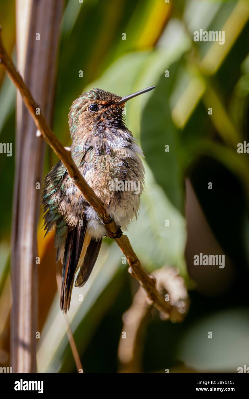 Vulkan-Kolibri Stockfoto