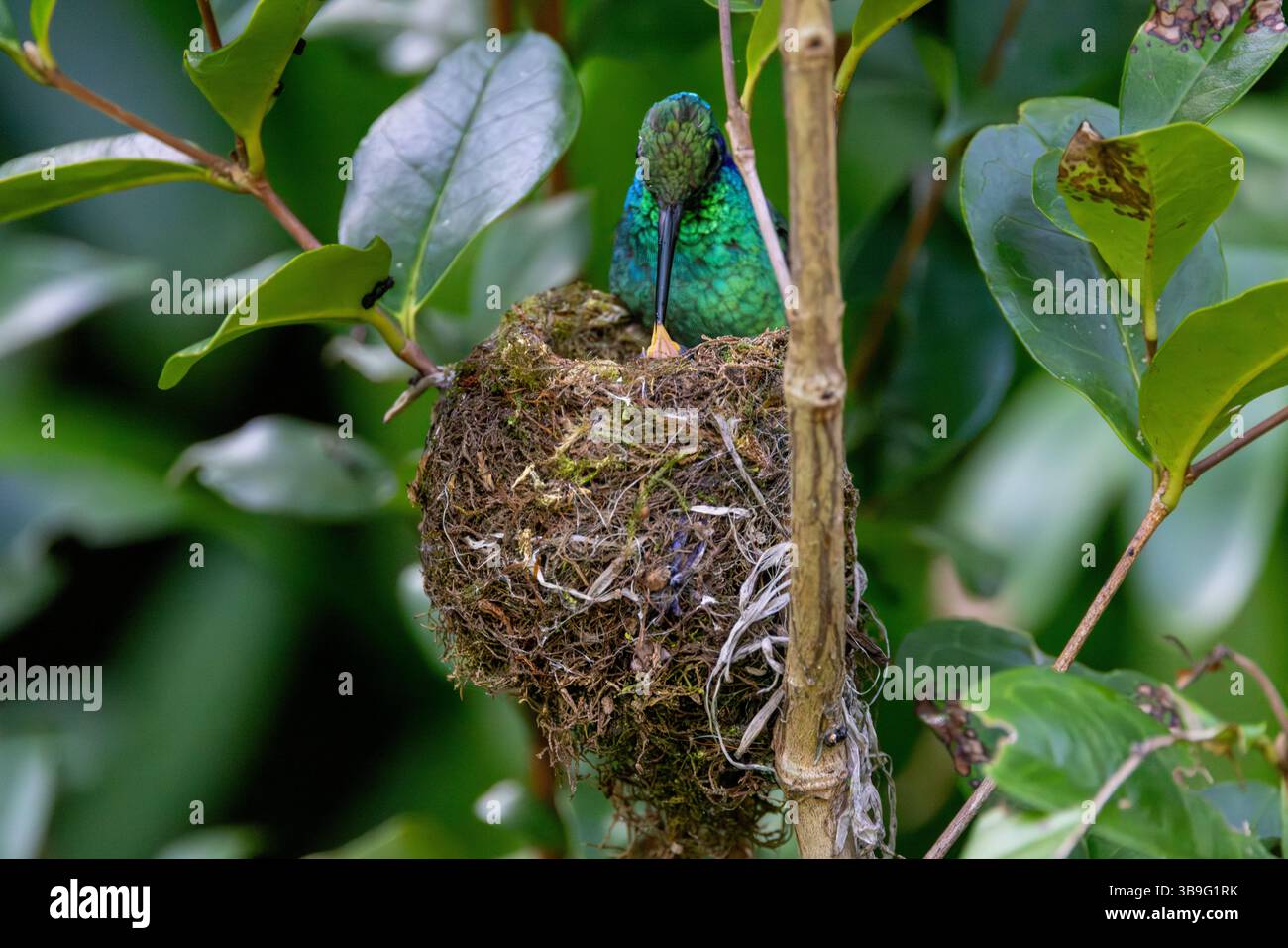Kleine Veilchenfütterung im Nest Stockfoto