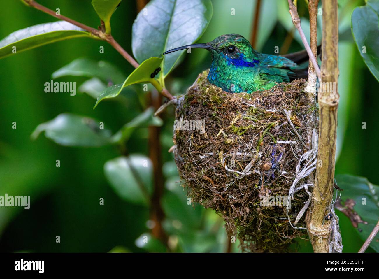 Das kleine Violetear sitzt im Nest Stockfoto