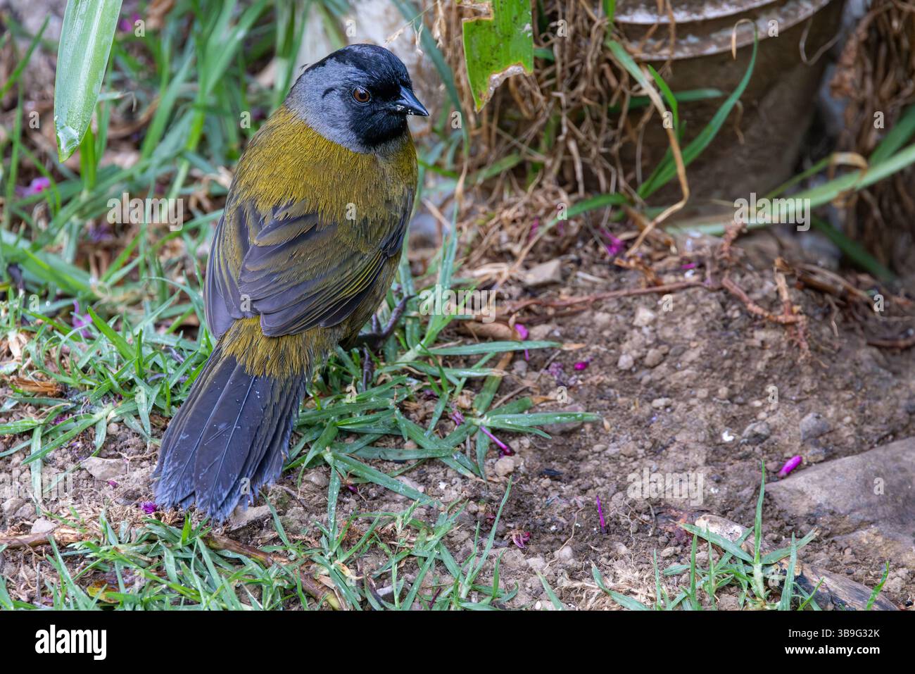 Große finke Stockfoto