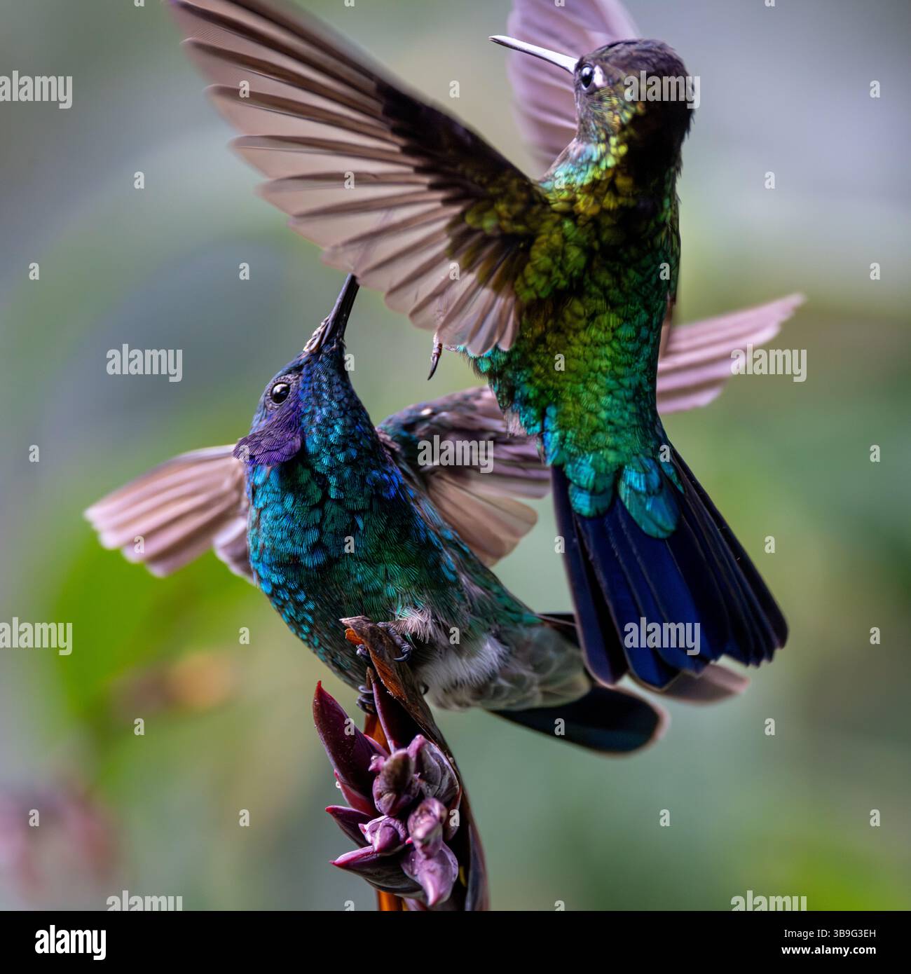 Kolibris kämpfen um Territorium Stockfoto