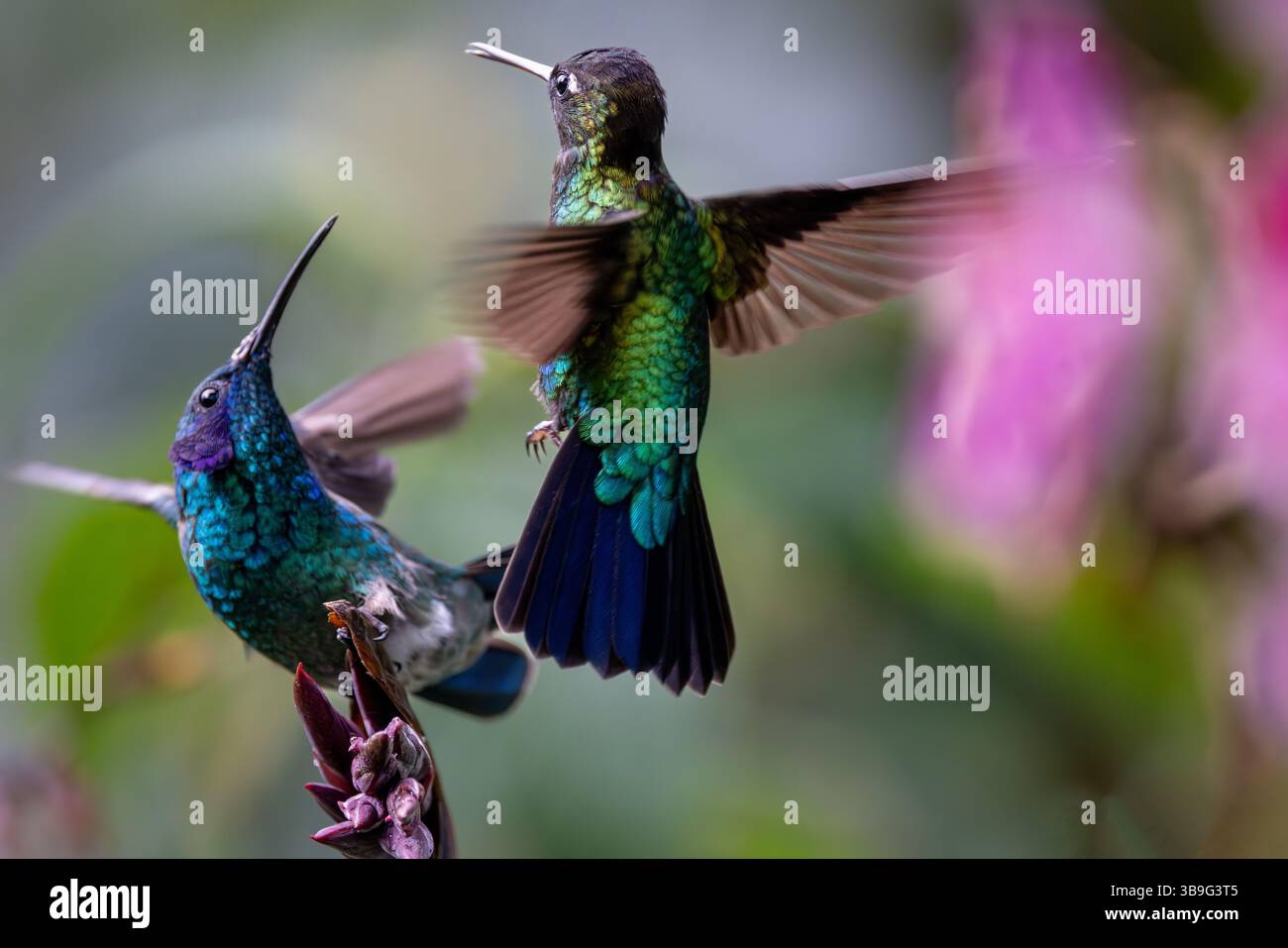 Kolibris kämpfen um Territorium Stockfoto