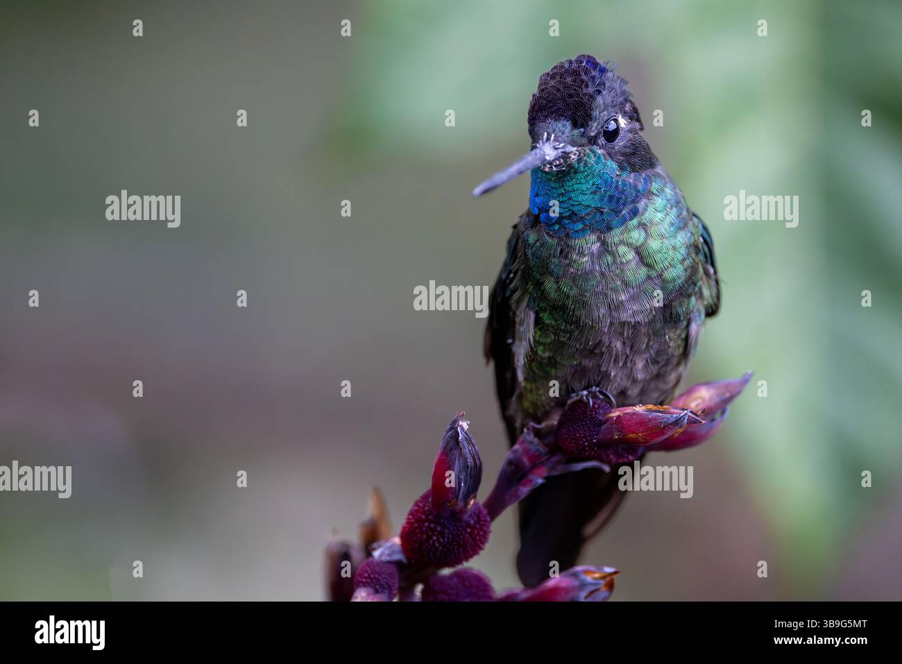 Talamanca Himmingbird - männlich Stockfoto
