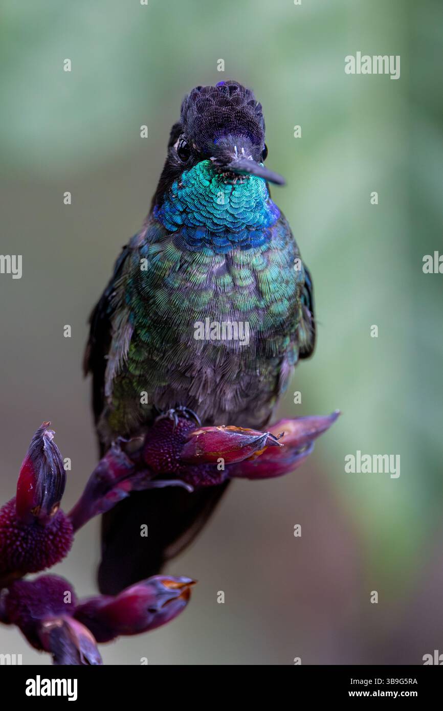 Talamanca Himmingbird - männlich Stockfoto