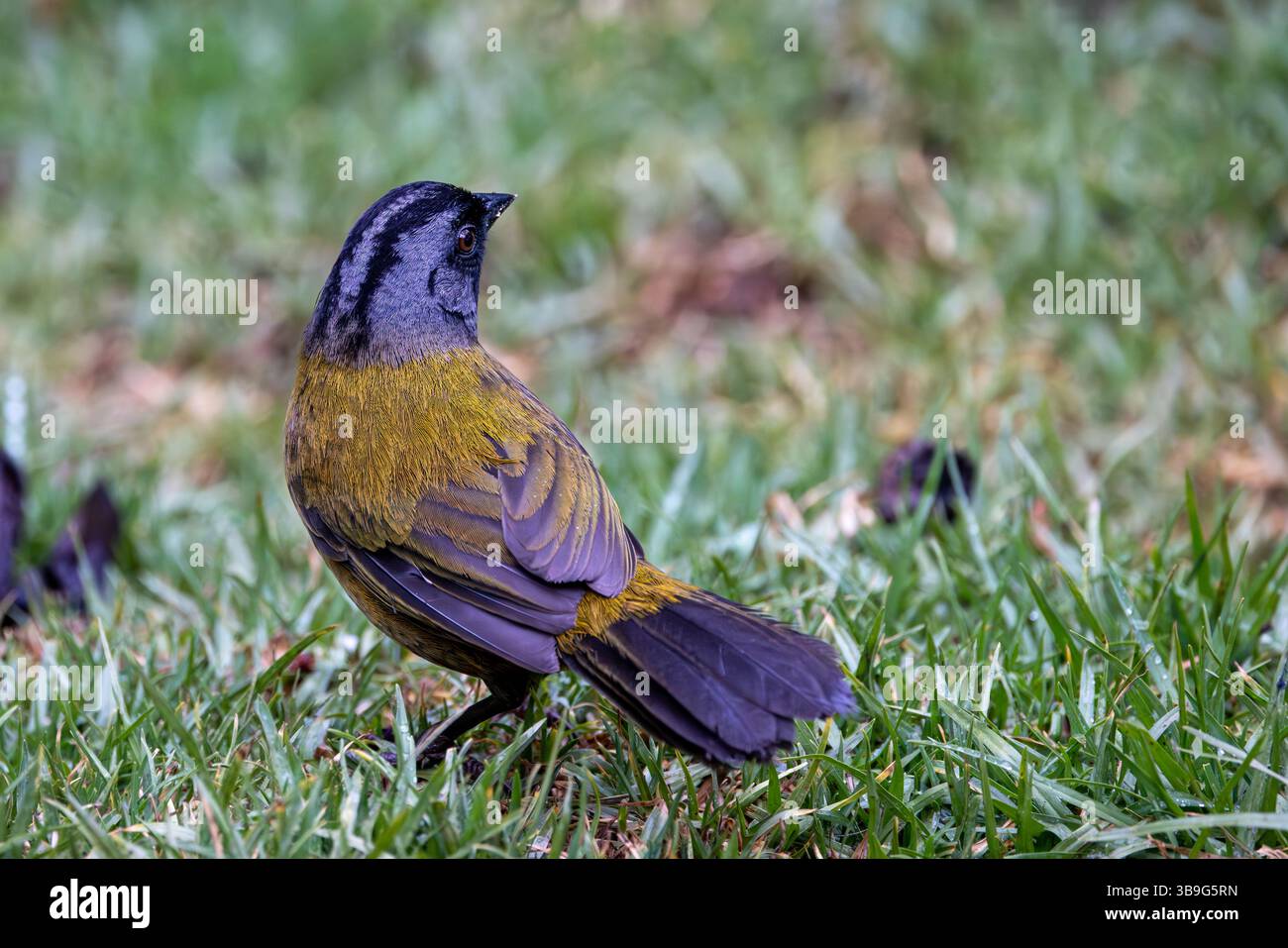 Große finke Stockfoto