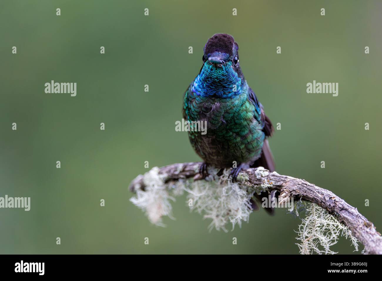 Talamanca Himmingbird - männlich Stockfoto