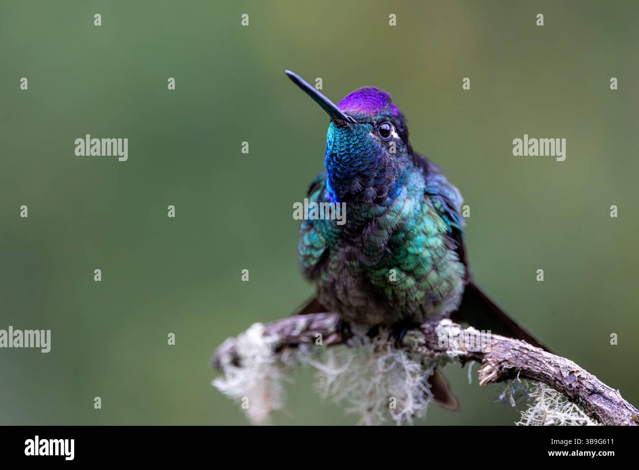 Talamanca Himmingbird - männlich Stockfoto