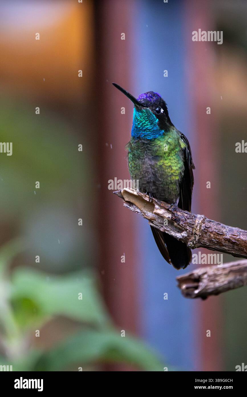 Talamanca Himmingbird - männlich Stockfoto