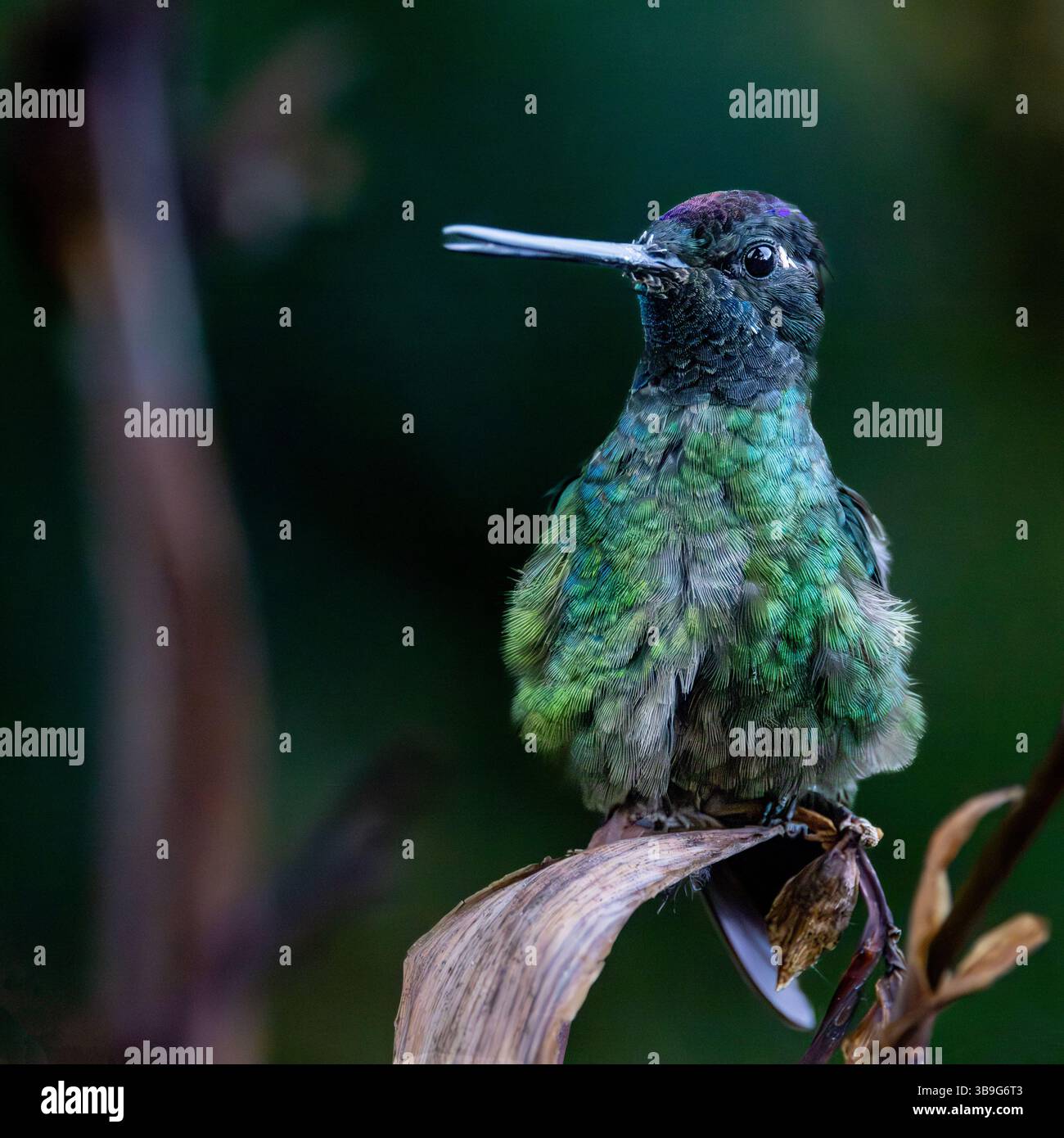 Talamanca Kolibri - Weibchen Stockfoto