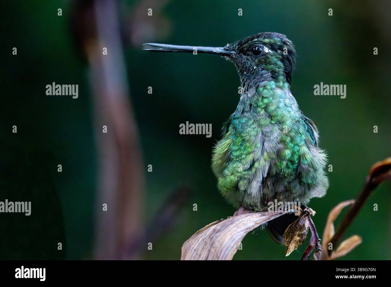 Talamanca Kolibri - Weibchen Stockfoto