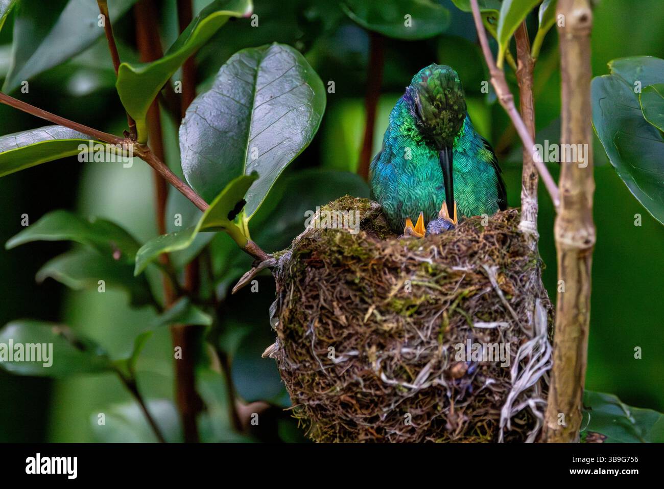 Kleine Veilchenfütterung Küken im Nest Stockfoto