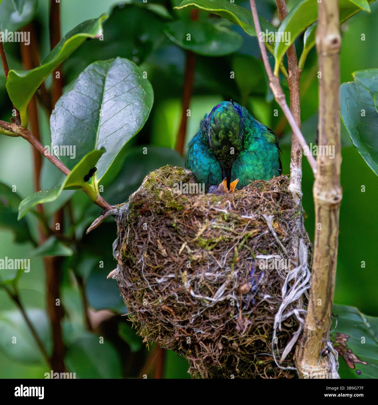 Kleine Veilchenfütterung Küken im Nest Stockfoto
