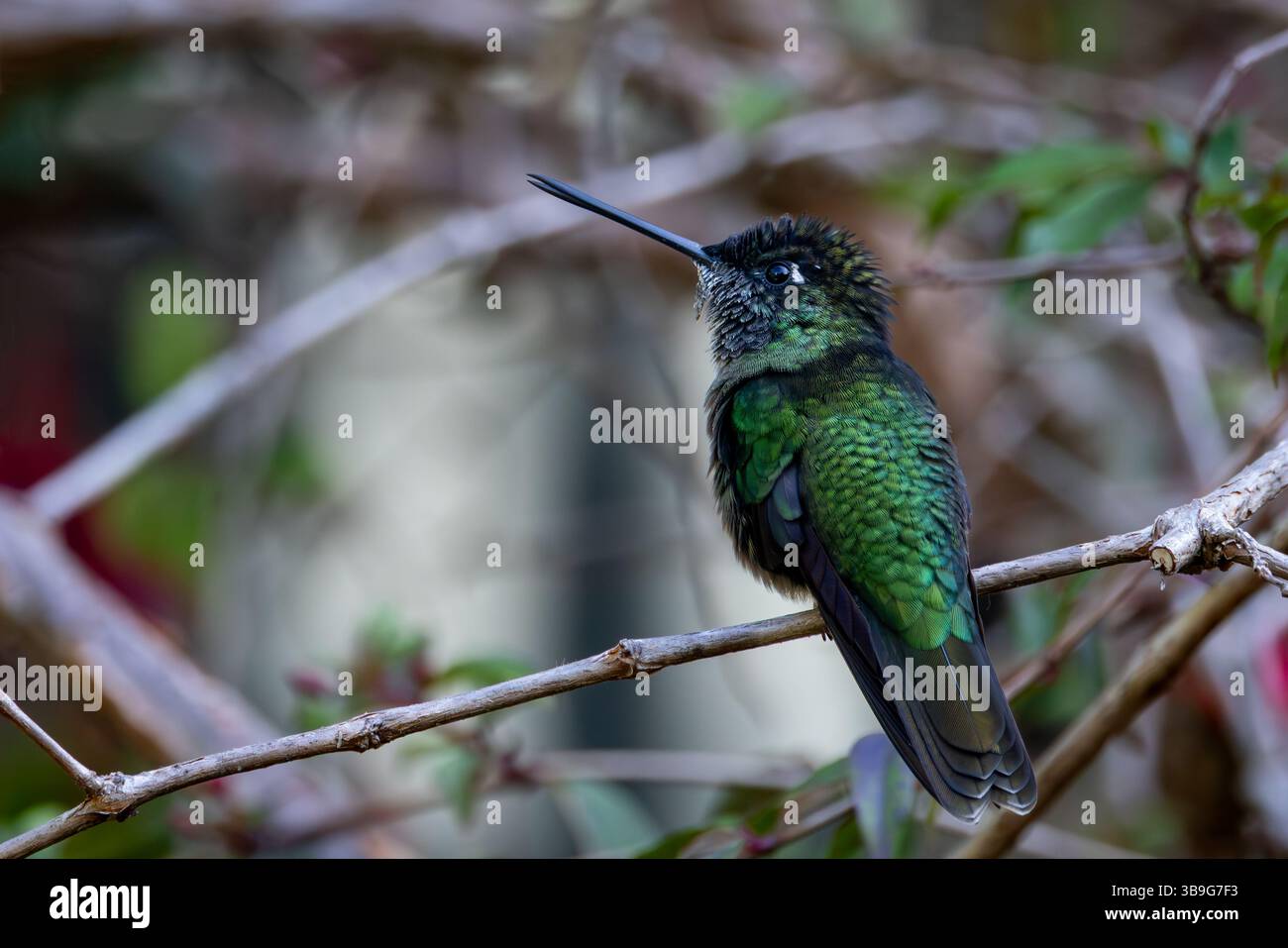 Talamanca Kolibri - Weibchen Stockfoto