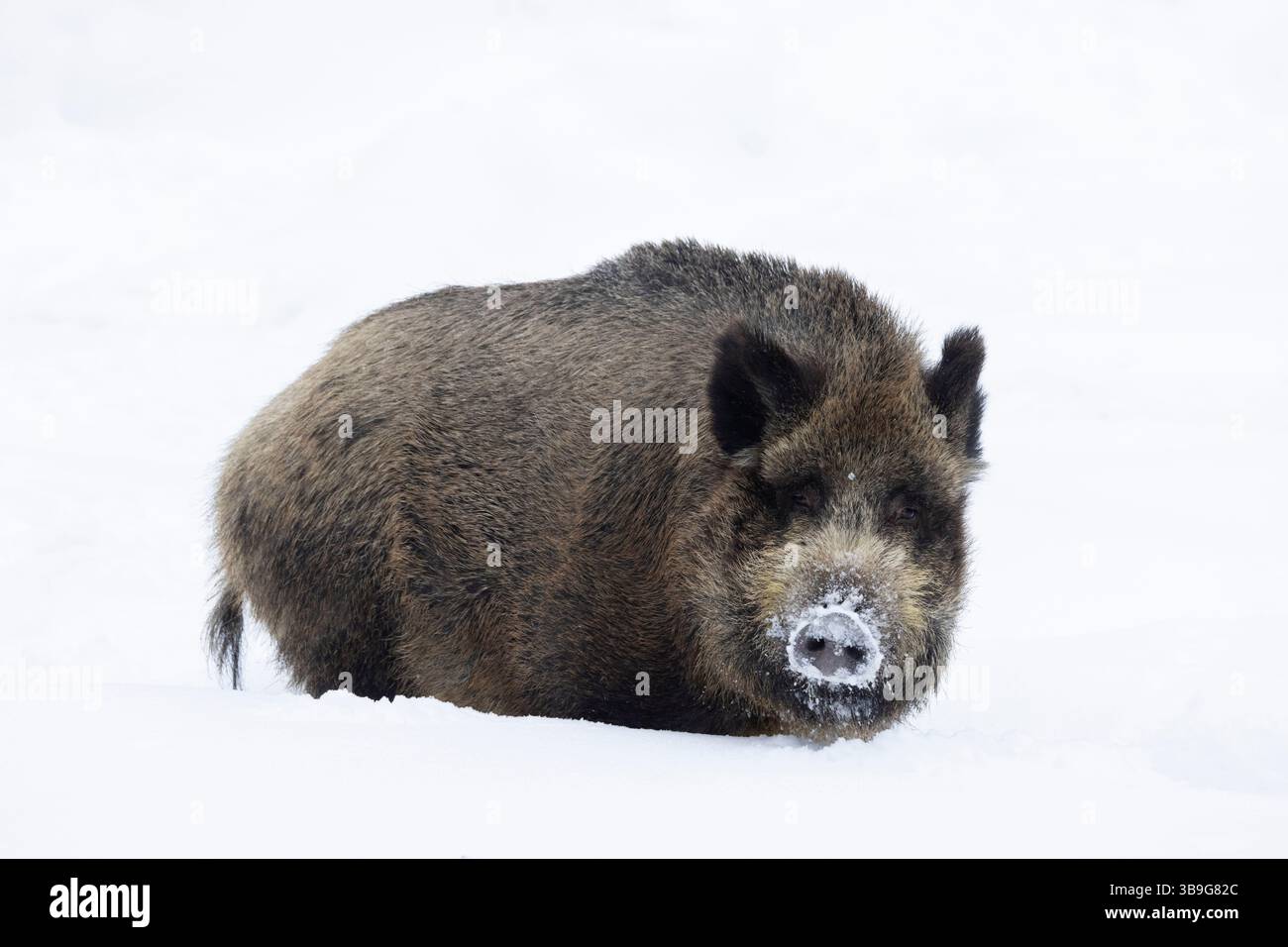 Wildschwein, Sus scrofa, Sau im Schnee, Schleswig-Holstein, Deutschland Stockfoto