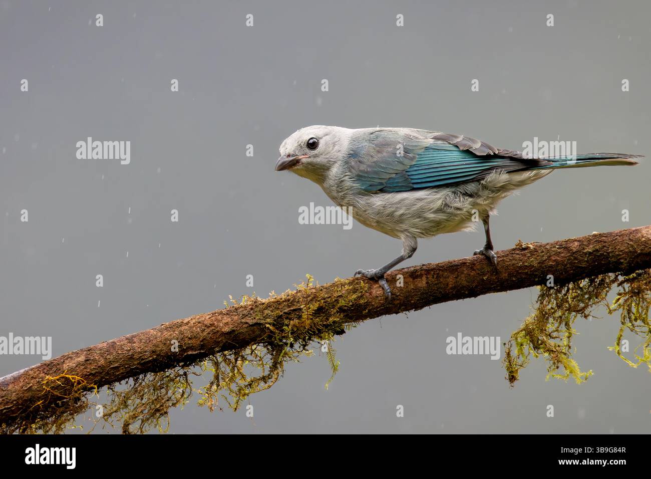 Blau-graues Tanager Stockfoto