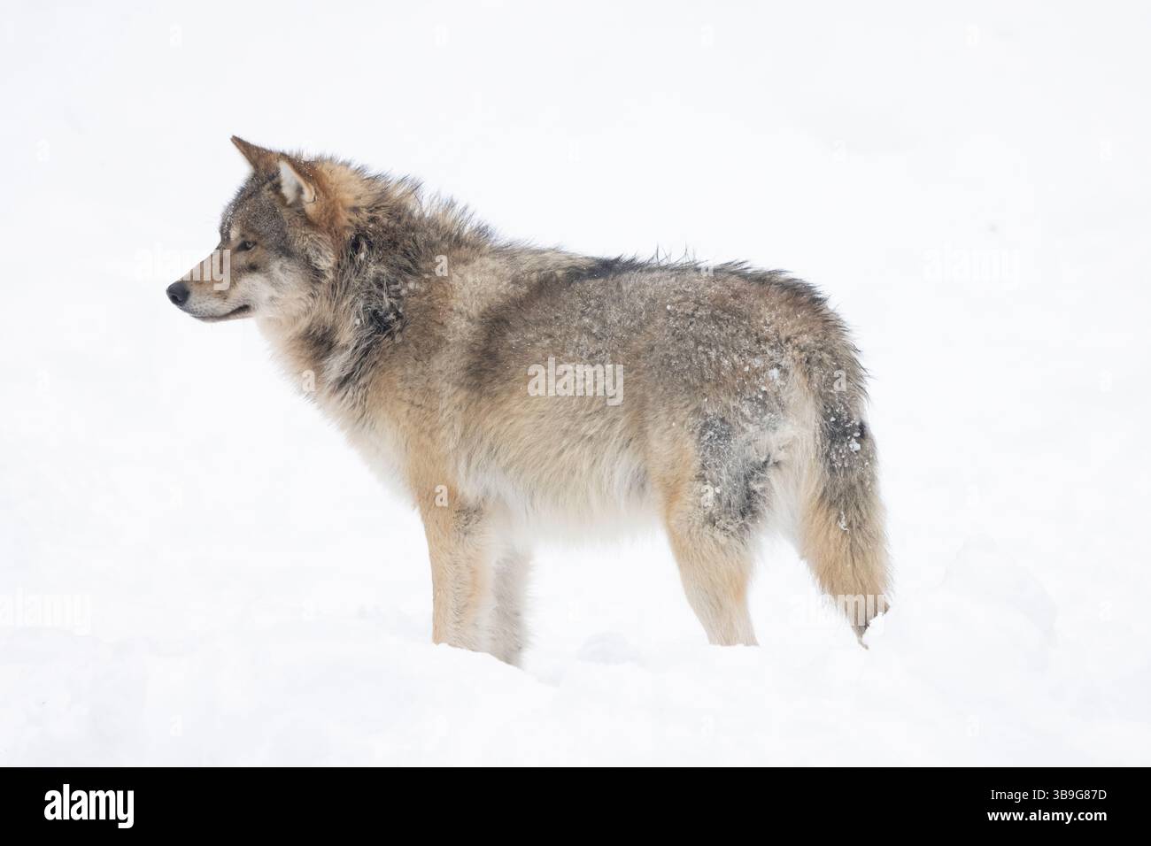 Wolf, Canis lups, erwachsener Wolf im Schnee, Winter, Finnland Stockfoto