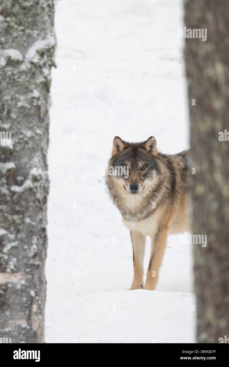 Wolf, Canis lups, erwachsener Wolf im Schnee, Winter, Finnland Stockfoto