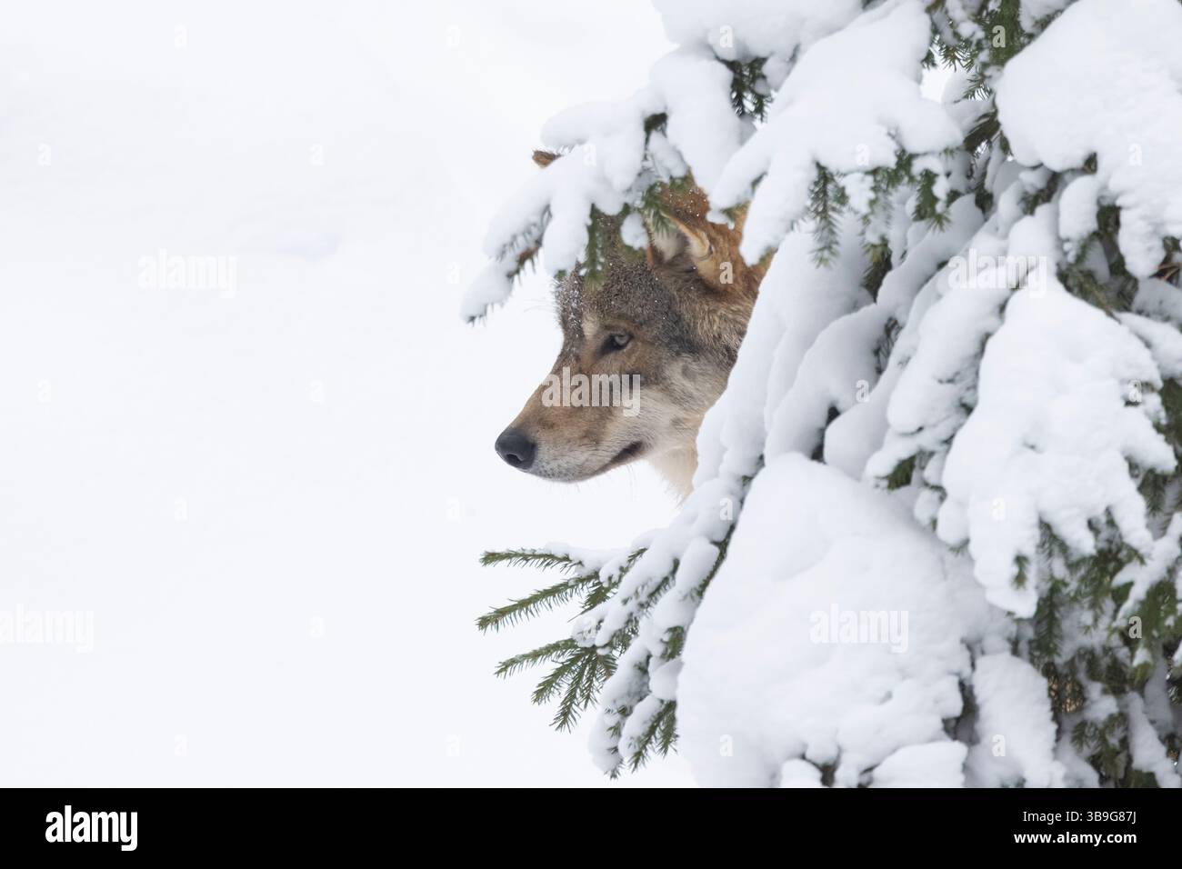 Wolf, Canis lups, erwachsener Wolf im Schnee, Winter, Finnland Stockfoto