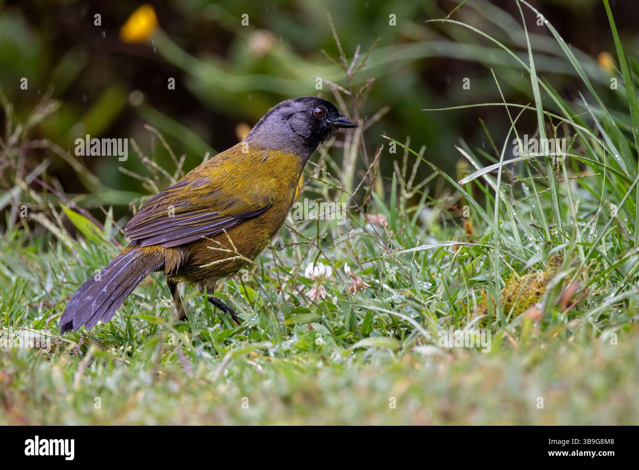 Große finke Stockfoto