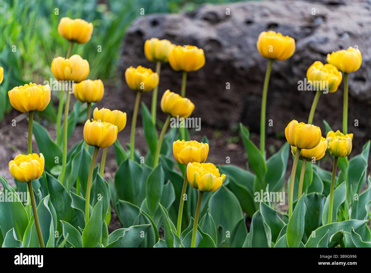 Ein Bett aus leuchtend gelben Tulpen hebt sich von grünem Laub und rauem Steinhintergrund in einer ruhigen Gartenumgebung ab. Stockfoto