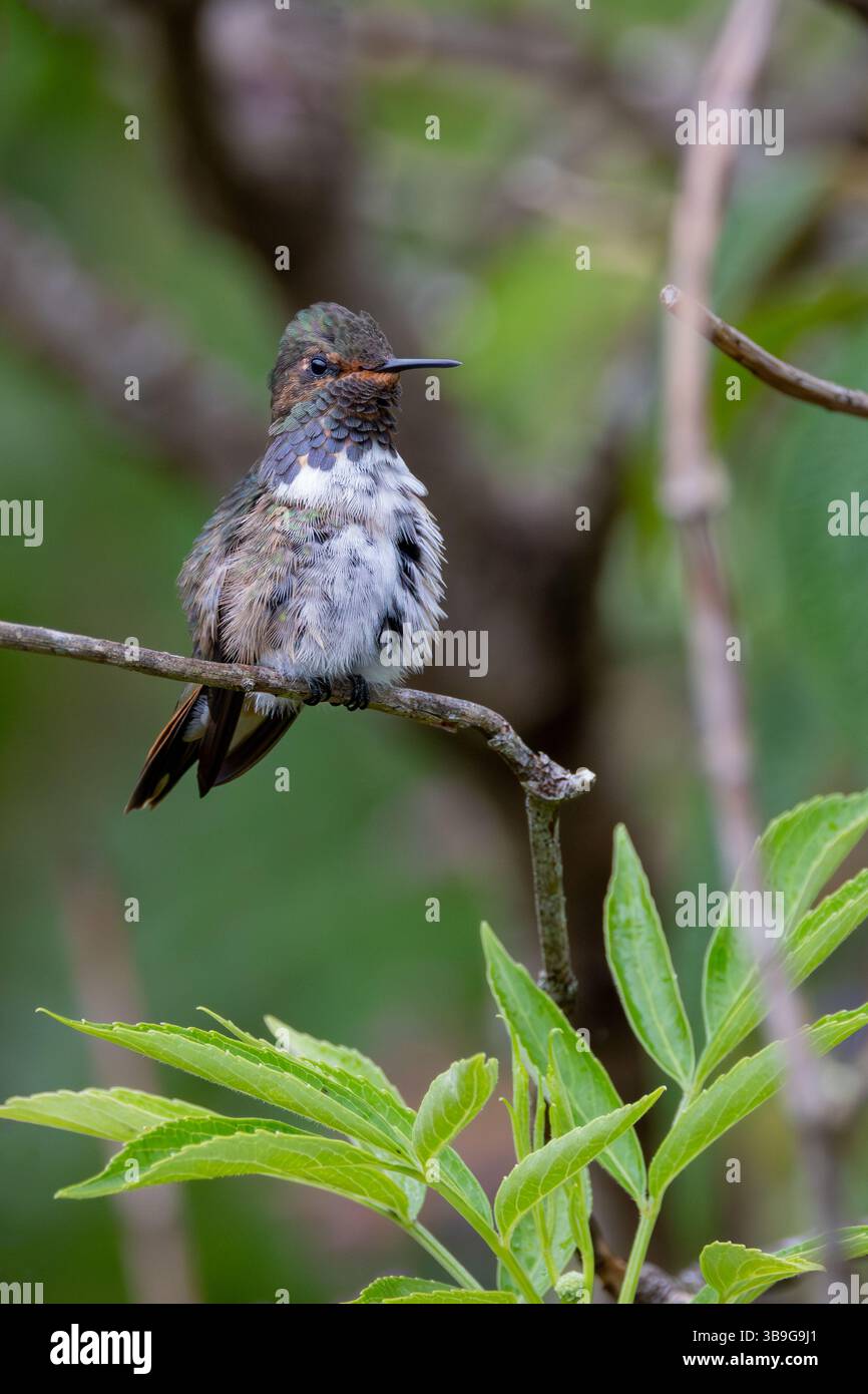 Vulkan-Kolibri Stockfoto