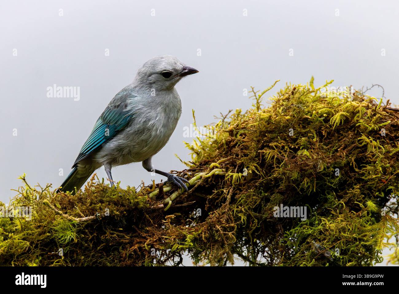 Blau-graues Tanager Stockfoto