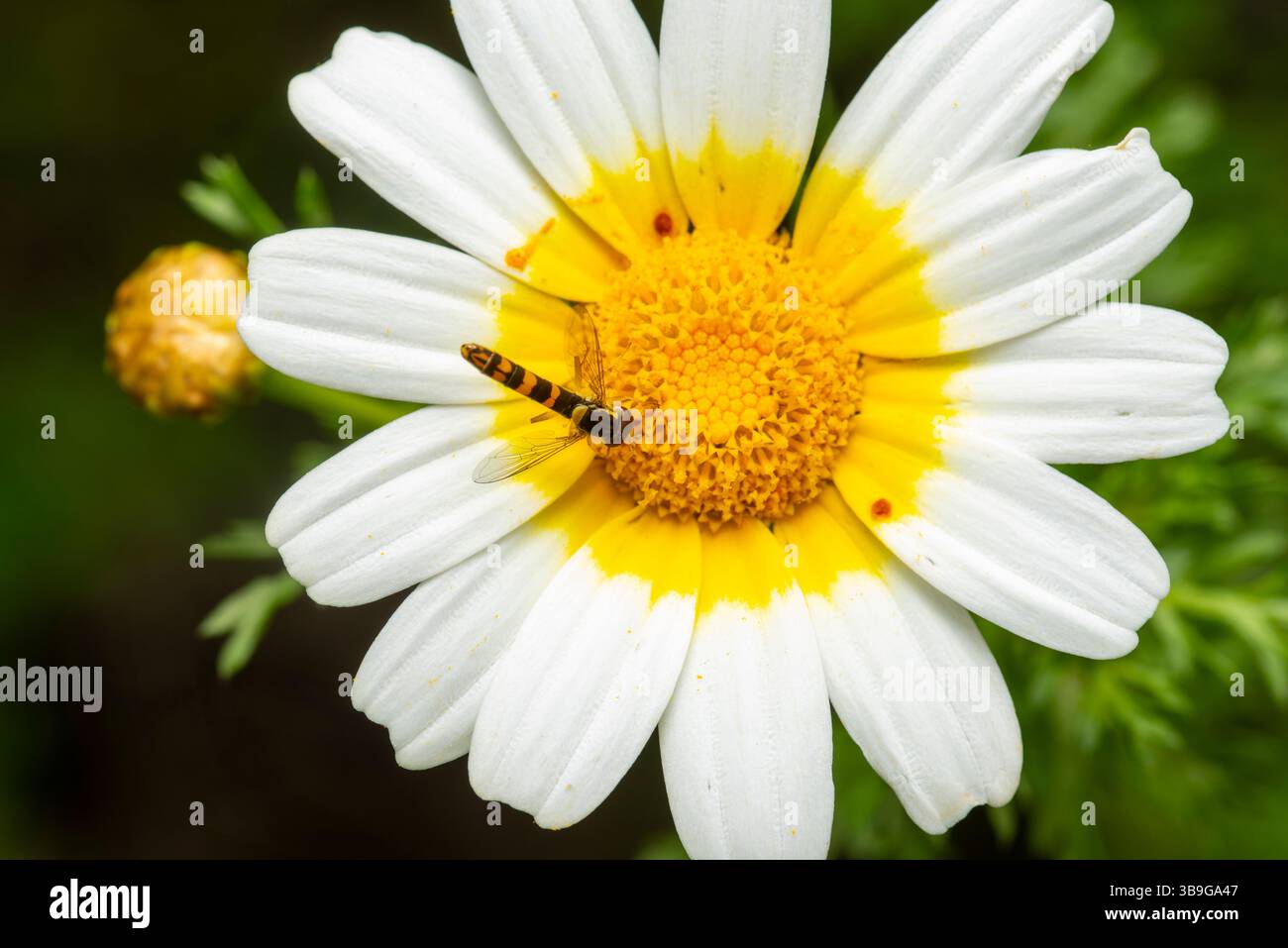 Nahaufnahme einer hoverfly, die auf dem gelben Kern einer weißen Krone (Glebionis coronaria) im Garten ruht, ein Beispiel für empfindliche Wechselwirkungen bei na Stockfoto
