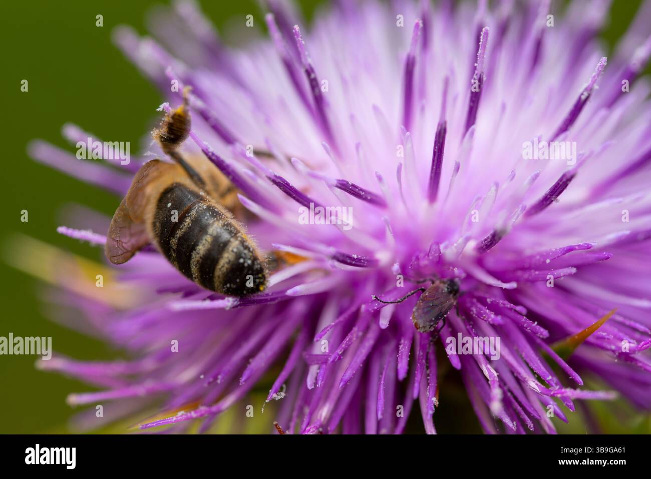 Eine Biene sammelt Pollen aus einer lila silybum Marianum-Blüte in einer detaillierten Makroaufnahme. Die komplizierten Strukturen der Blume und des Insekts zeigen die Natur Stockfoto