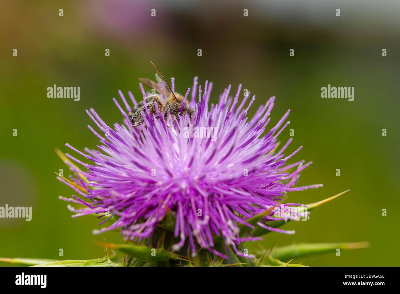 Ein Nahaufnahme-Foto zeigt eine mit Pollen bedeckte Biene auf einer lila silybum marianum-Blüte vor einem unscharfen grünen Hintergrund, die das Wesen des Pols einfängt Stockfoto