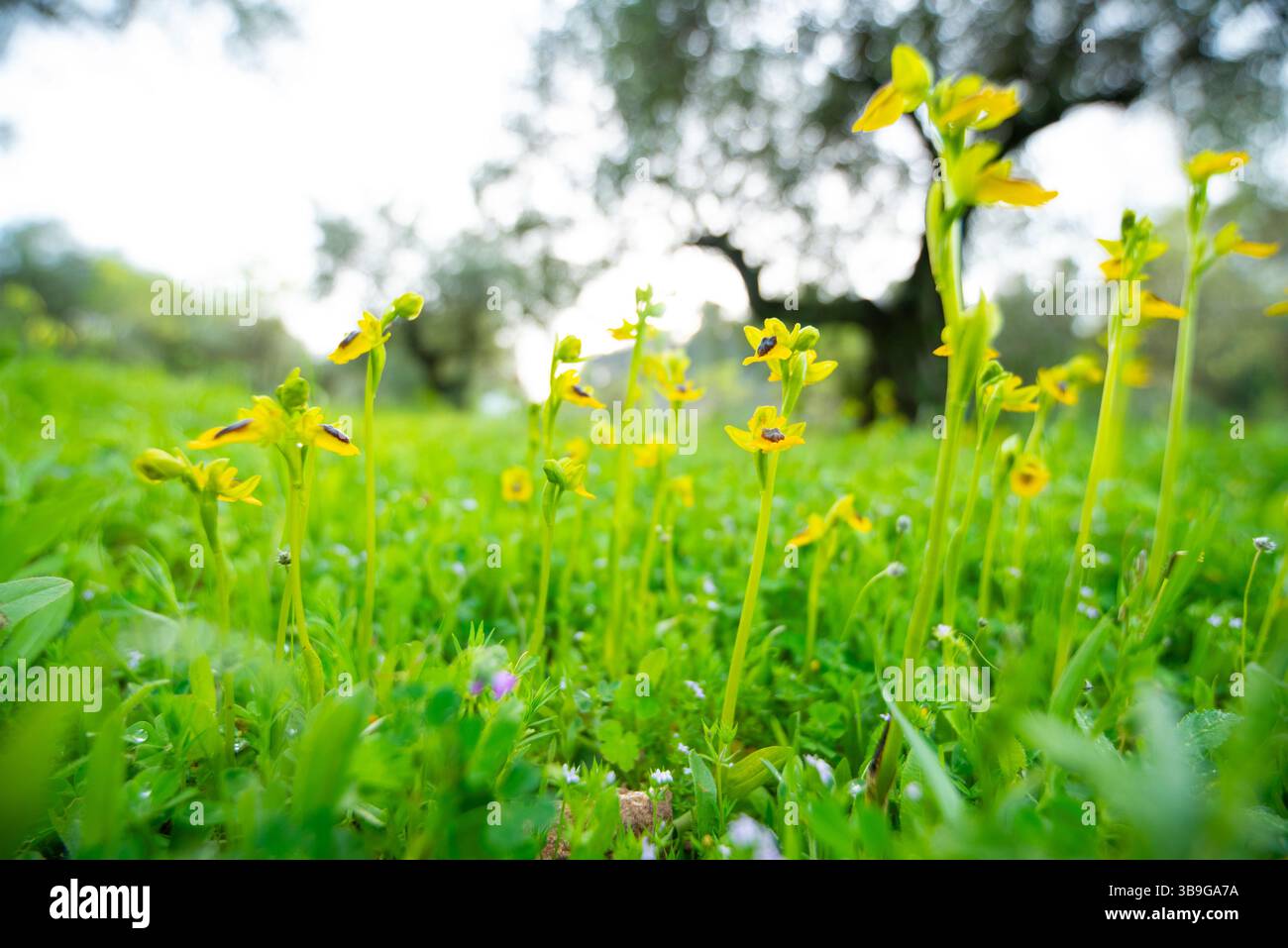 Leuchtend gelbe Wildblumen blühen vor dem sanften Hintergrund einer grünen andalusischen Wiese und zeigen die vielfältige Flora der Region, einschließlich einheimischer Birken Stockfoto