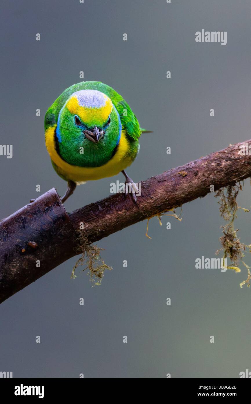 Goldbrauen-Chlorophonie - männlich Stockfoto