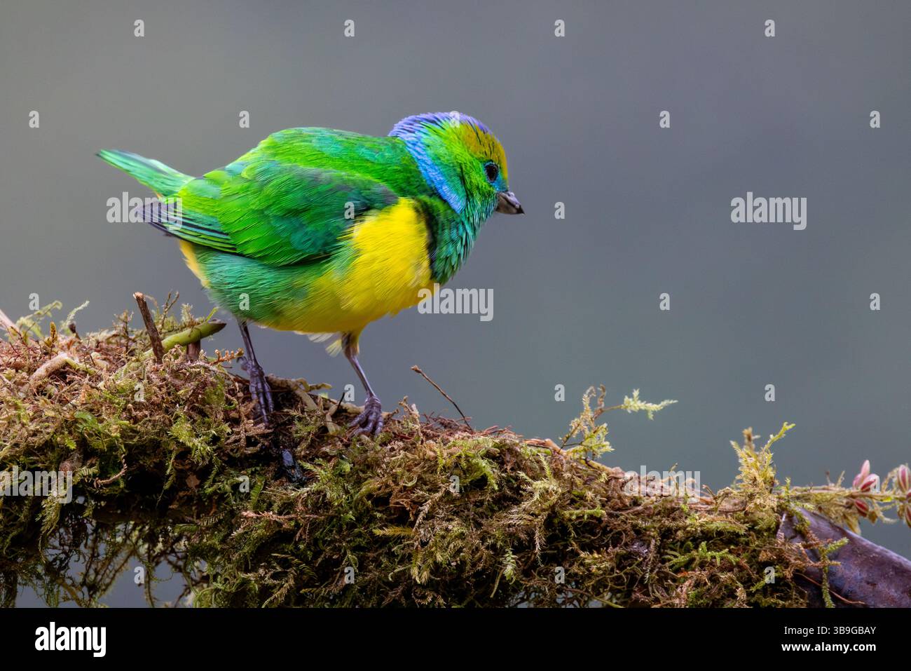 Goldbrauen-Chlorophonie - männlich Stockfoto