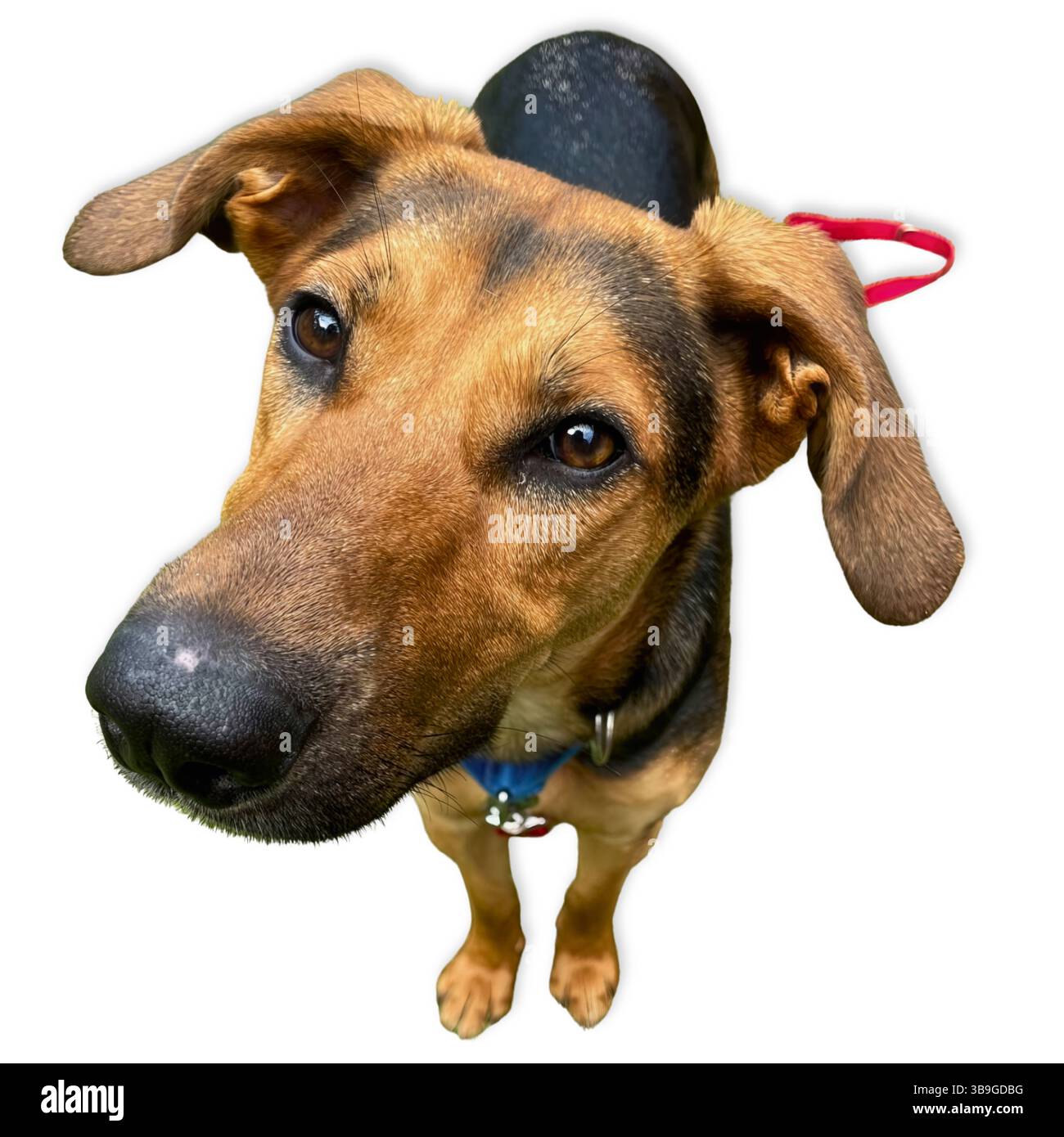 Curious Tilt: Eine Hirtenmischung mit kräftigen braunen und schwarzen Markierungen blickt nach oben, der Kopf leicht geneigt, die Ohren schlampig und aufmerksam Stockfoto