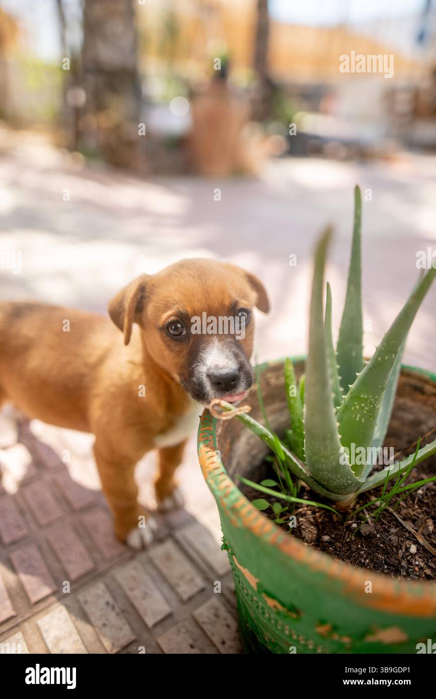 Ein verspielter Welpe untersucht eine Aloe-Pflanze auf einer sonnendurchfluteten Terrasse. Die Neugier der Welpen und das lebhafte Grün schaffen eine charmante und lebhafte Szene in Stockfoto