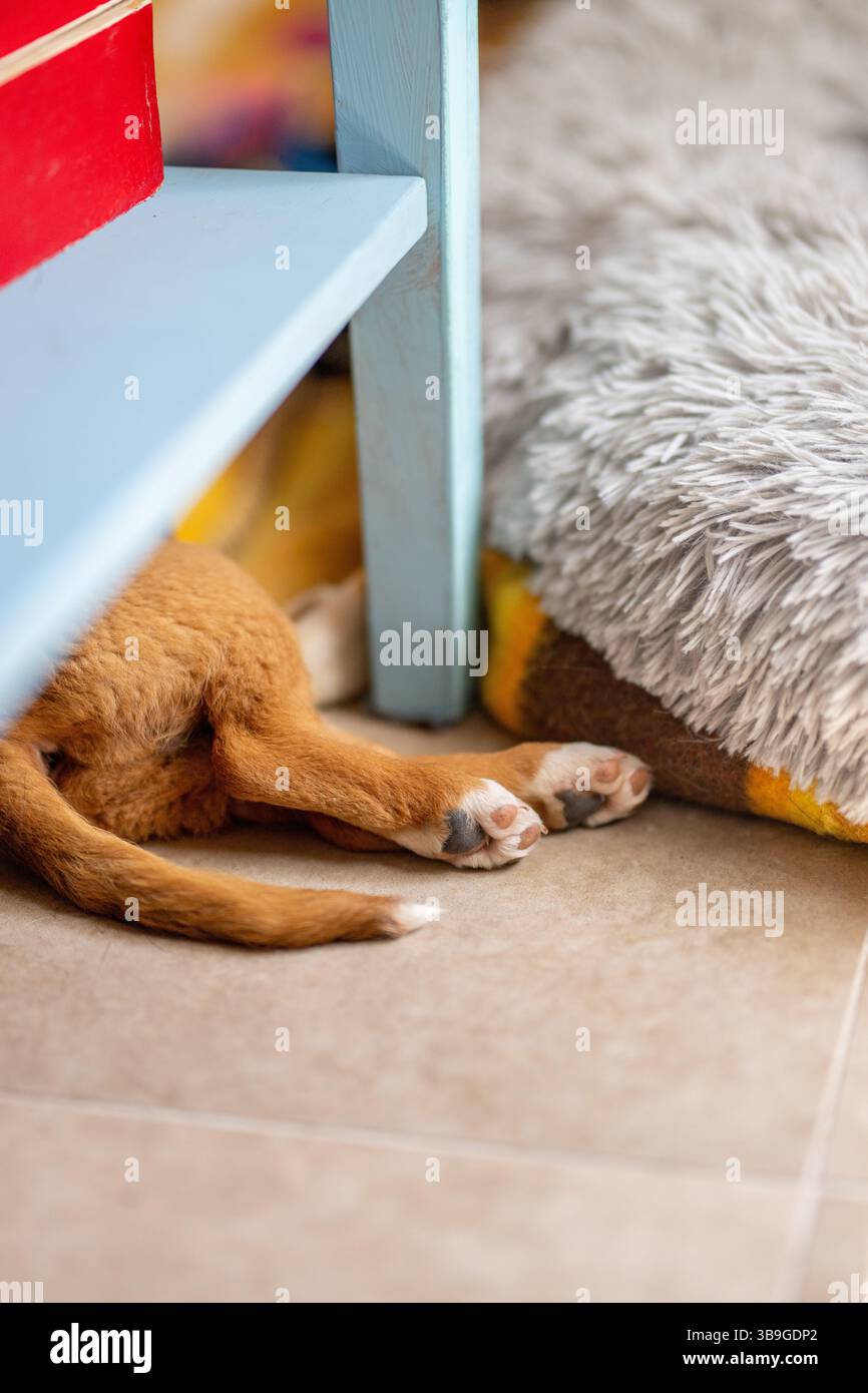 Ein Hündchenpfoten und Schwanz blicken unter einem blauen Tisch hervor. Die gemütliche Szene zeigt, wie der Hund auf einem Teppich auf dem Haustierbett an einem warmen, sonnigen Ort liegt. Stockfoto
