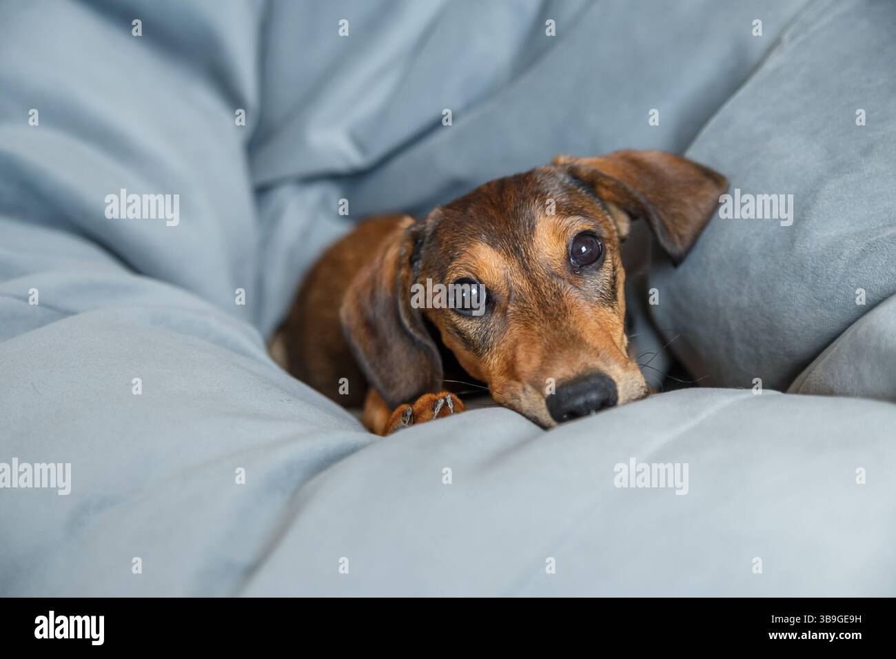 Ein niedlicher Dachshund-Welpe mit einem glänzend braunen Fell, der gemütlich zwischen einem weichen grauen Bear-Beutel liegt und mit ausdrucksstarken Augen direkt in die Kamera blickt. Stockfoto