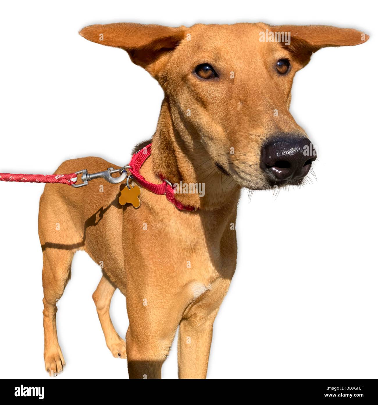 Schlanke Hundegemisch mit rötlichem, braunem Mantel und langen Ohren steht wachsam auf dem Bürgersteig im Sonnenlicht, trägt einen roten Kragen und eine rote Leine, die Schatten hervorheben Stockfoto