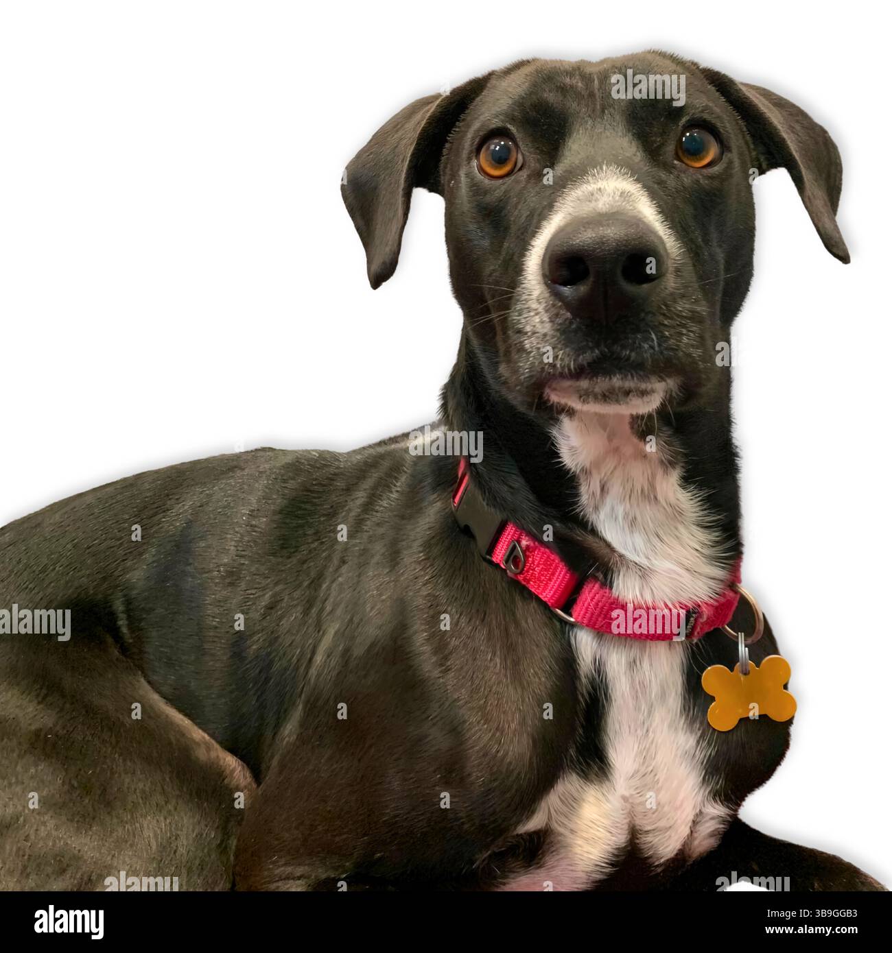 Schwarze Labrador-Mischung mit weißer Brust und gefühlvollen, bernsteinfarbenen Augen legt sich hin, während sie wachsam nach oben blickt, mit rotem Kragen und Knochenkegel vor einem weißen Rücken Stockfoto