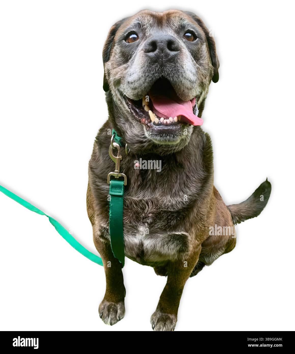 Grinsender Seniorenhund mit grauem Maul und offenem Mund sitzt stolz auf einem weißen Hintergrund, strahlt Wärme, Charme und die Weisheit eines gut gelebten Lebens aus. Stockfoto