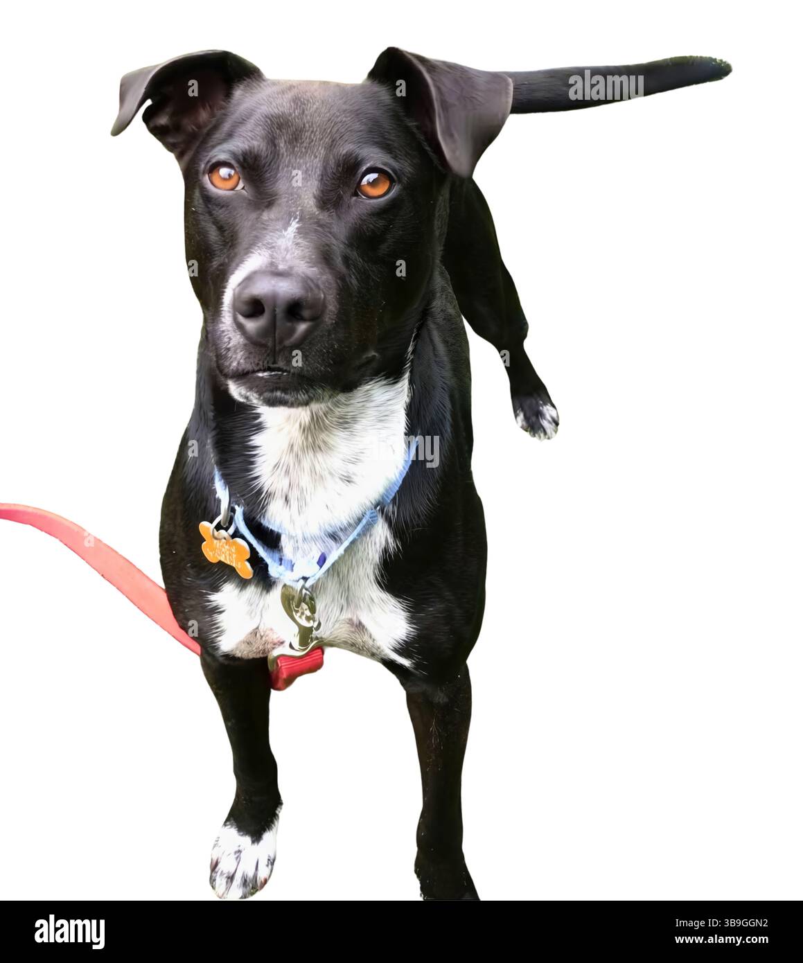 Schwarzer Hund mit weißen Markierungen und kupfernen Augen steht auf weißem Hintergrund aufmerksam, Schwanz nach oben und Ohren nach oben und nimmt eine selbstbewusste und energiegeladene Haltung ein Stockfoto