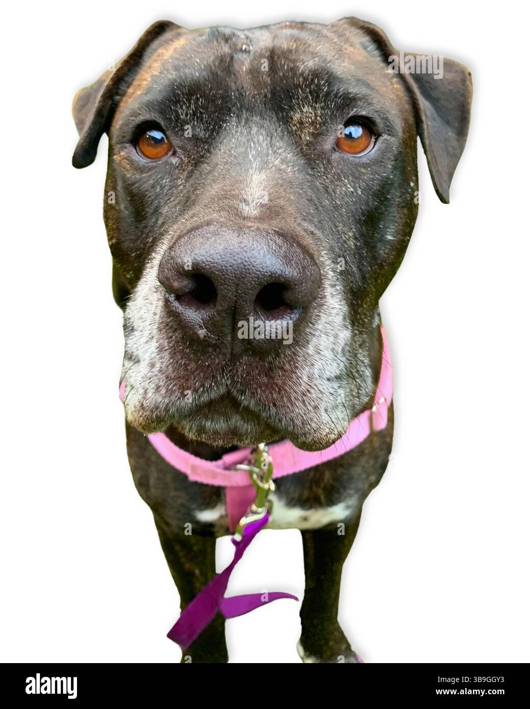 Neugieriger Hund: Ein älterer schwarz-weißer Pitbull-Mix starrt direkt in die Kamera mit gefühlvollen Augen und einem rosafarbenen Gurtzeug, was Persönlichkeit A hervorhebt Stockfoto