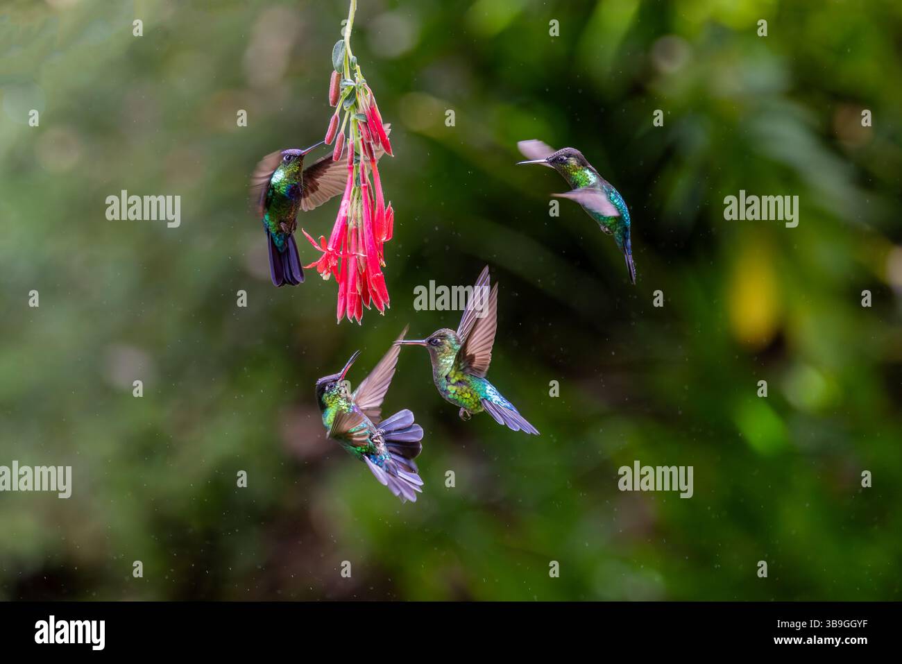 Kolibris Stockfoto