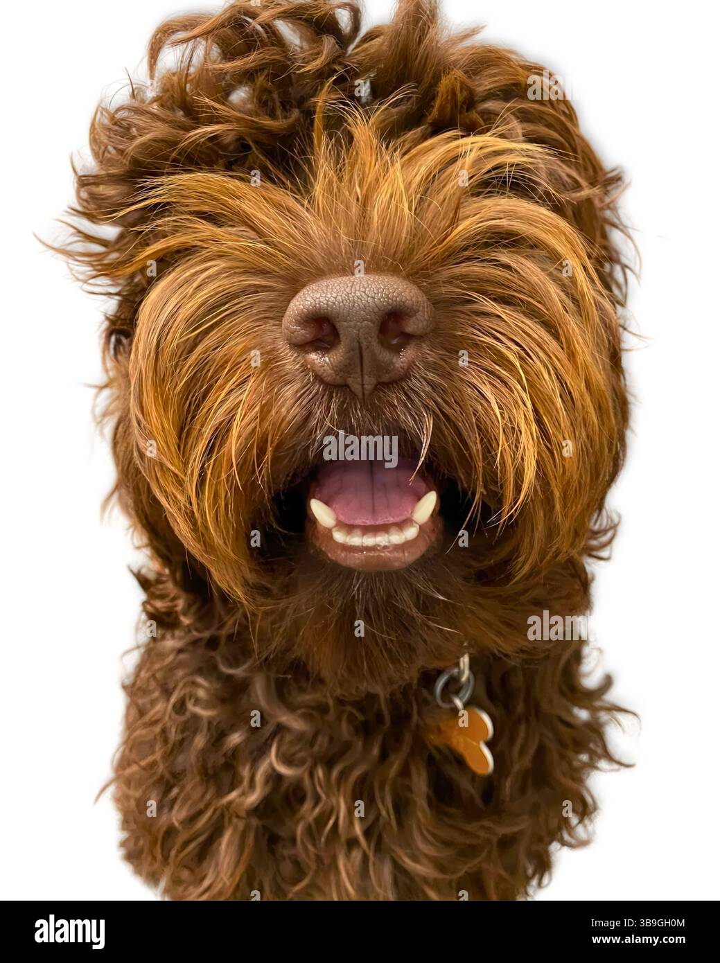 Mopp-Top Smile: Ein braunes Labradoodle mit lockigen Haaren blitzt ein fröhliches Grinsen mit einer Nahaufnahme von Nase zu Zähnen und unterstreicht Persönlichkeit, Verspieltheit und das Stockfoto