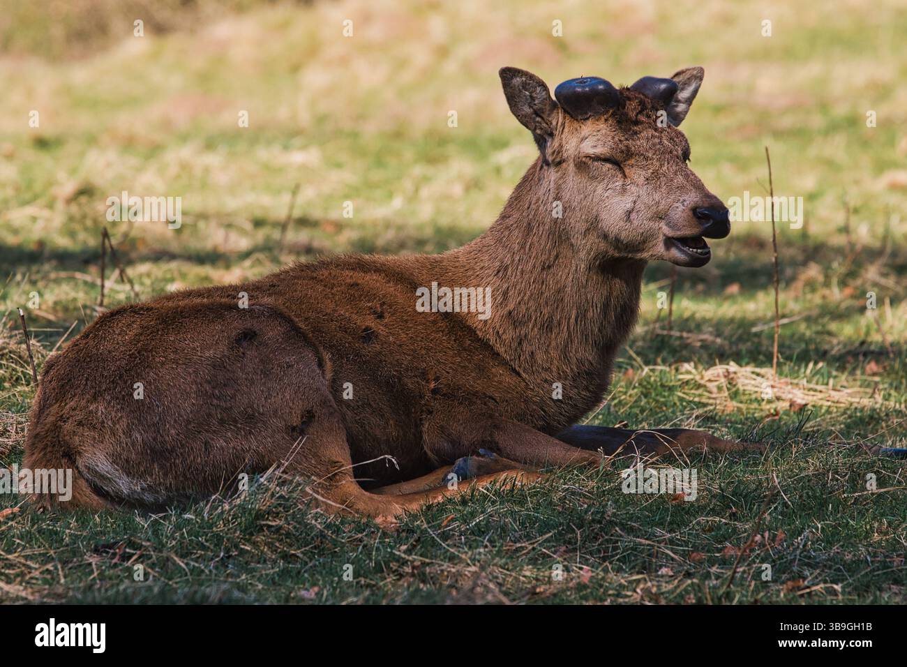 Im Studley Royal Park liegt ein brauner Hirsch mit kleinen aufblühenden Geweihen auf einem grasbewachsenen Feld mit geschlossenen Augen und offenem Mund Stockfoto