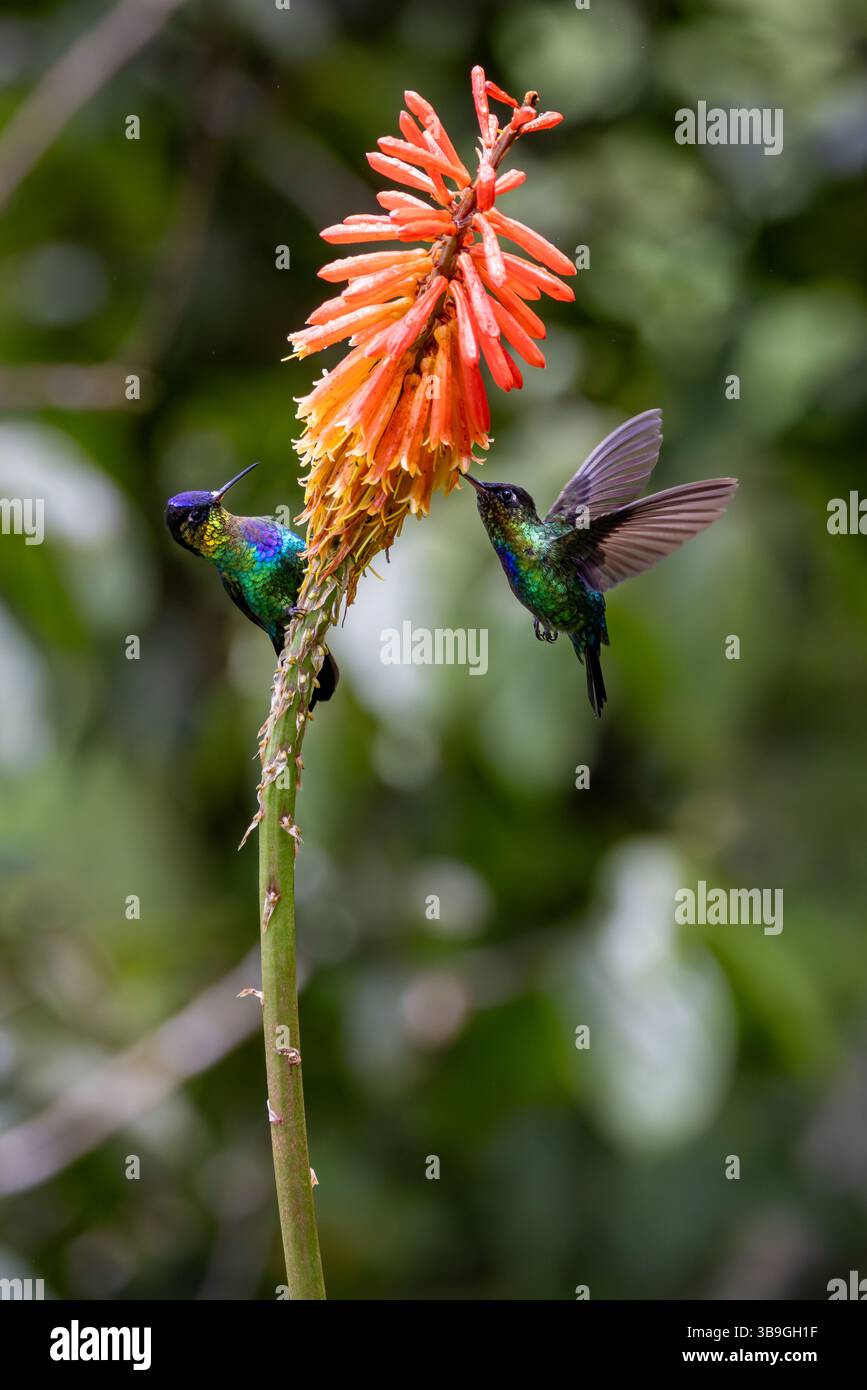 Kolibris Stockfoto