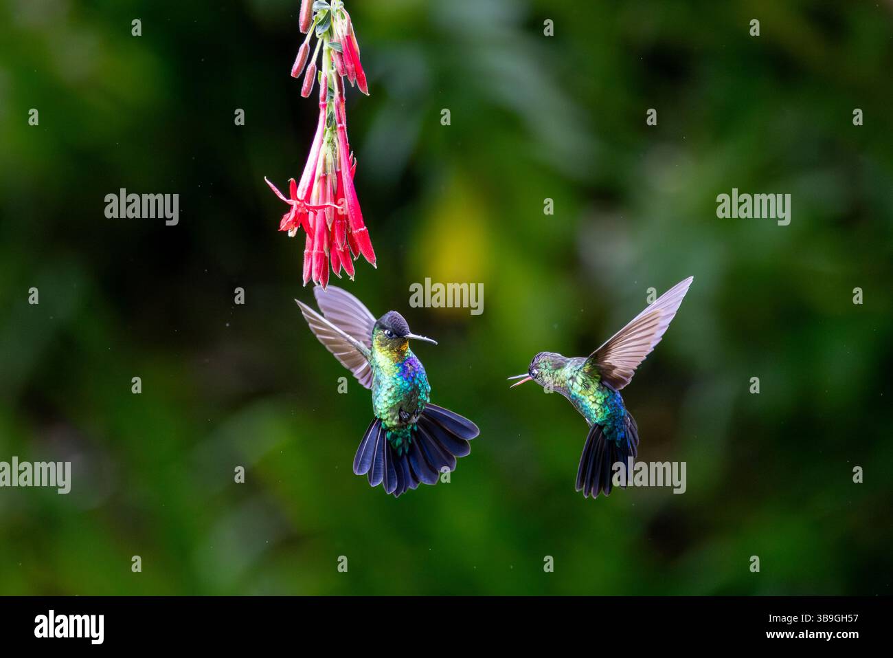 Kolibris Stockfoto