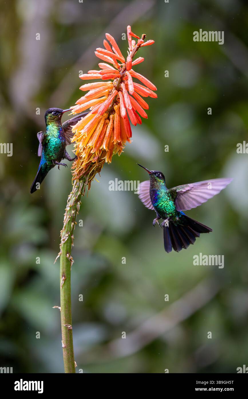 Kolibris Stockfoto