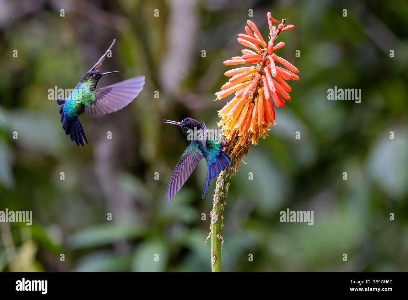Kolibris Stockfoto