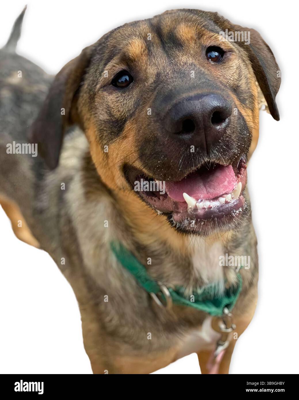 Happy Buddy: Ein deutscher Schäferhund-Mix mit braunem und schwarzem Fell blitzt ein süßes Lächeln auf, seine Augen weich und voller Vertrauen Stockfoto